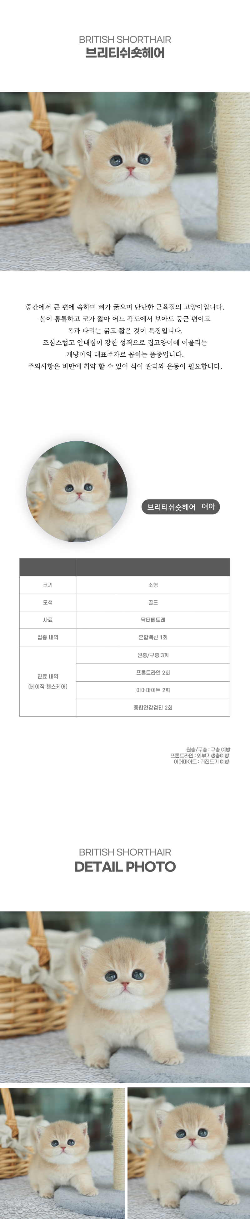 브리티쉬숏헤어_상세이미지_2